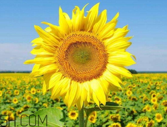 向日葵花价格多少钱一朵,向日葵几月种植最好