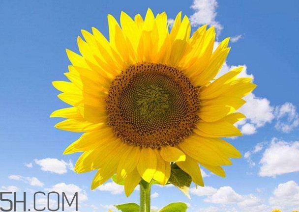 向日葵长什么样子图片,植物向日葵