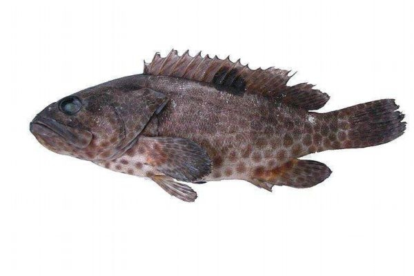 什么鱼最有营养呢(什么鱼最有营养呢)