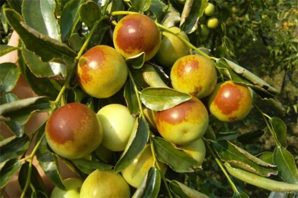 冬枣选购技巧(挑选冬枣的技巧)