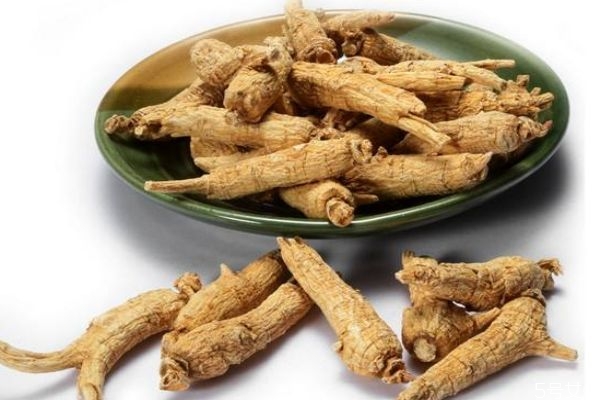 西洋参的生长环境是怎么样的呢(西洋参生长环境条件)