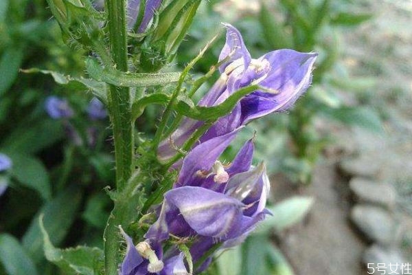 吃山梗菜要注意什么呢(山梗菜的功效和作用及禁忌)