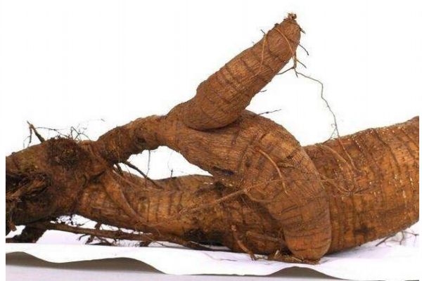 女性吃葛根有什么作用呢(女人吃葛根有什么作用) 女性吃葛根有什么作用呢(女人吃葛根有什么作用)