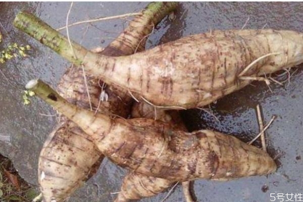 葛根可以怎么吃呢(葛根怎样吃)