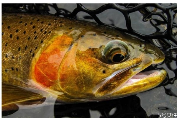 鳟鱼的市场价格怎么样呢(鲑鳟鱼市场价多少) 鳟鱼的市场价格怎么样呢(鲑鳟鱼市场价多少)