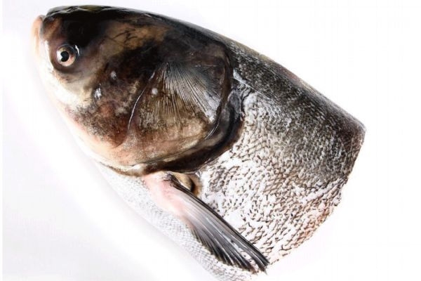 吃鳙鱼有什么好处呢(吃鳙鱼的好处) 吃鳙鱼有什么好处呢(吃鳙鱼的好处)