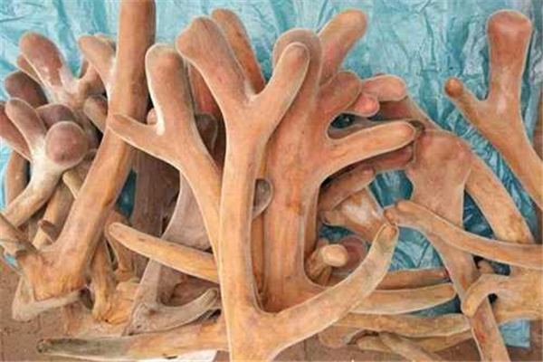 鹿茸是公鹿还是母鹿的,鹿茸是公鹿还是母鹿产的