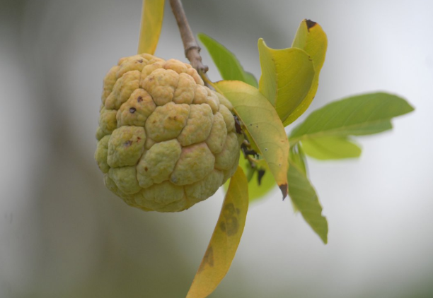 释迦果是上火还是下火?,释迦果是上火的还是降火的