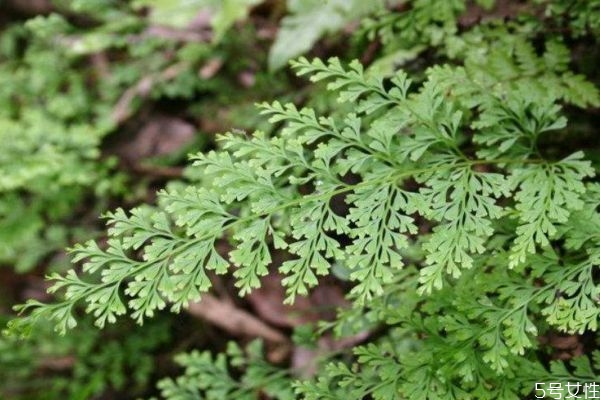 乌韭的功效和作用,乌鱼炖韭菜有什么功效