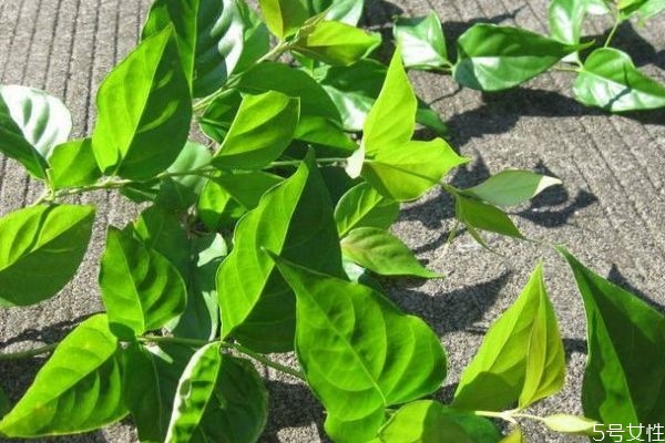 喝药后喝茶会中毒吗,喝茶对吃药有影响吗