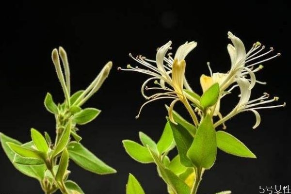 菠丹妮是哪国的(菠丹妮在中国哪里有卖的)