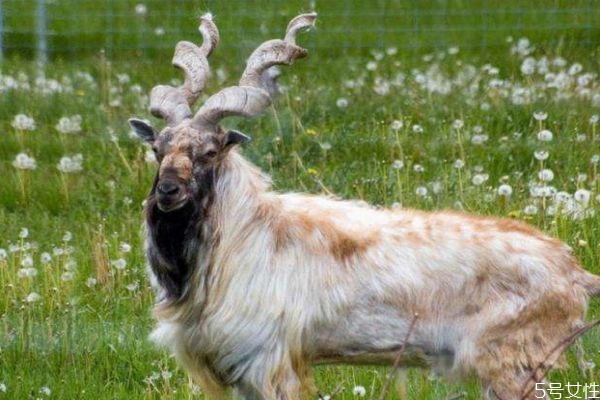 山羊角吃了有什么效果,山羊角对人有什么功效