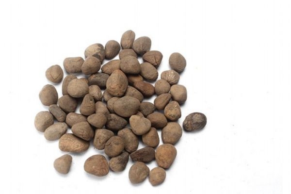 大风子的功效,大风子外用的副作用 大风子的功效,大风子外用的副作用