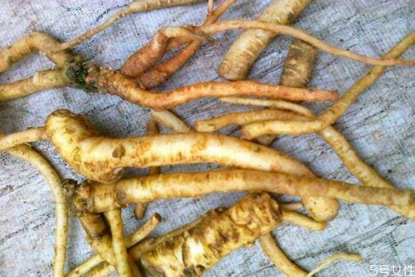 土党参的功效和作用,土党参和党参一样吗 土党参的功效和作用,土党参和党参一样吗