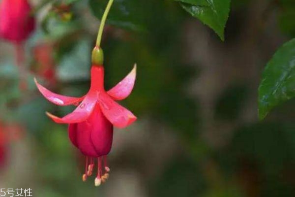 金钟花的功效和作用,金钟的功效和作用