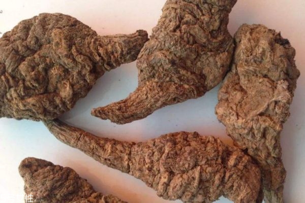 地黄有什么用处,地黄有什么作用和效功效