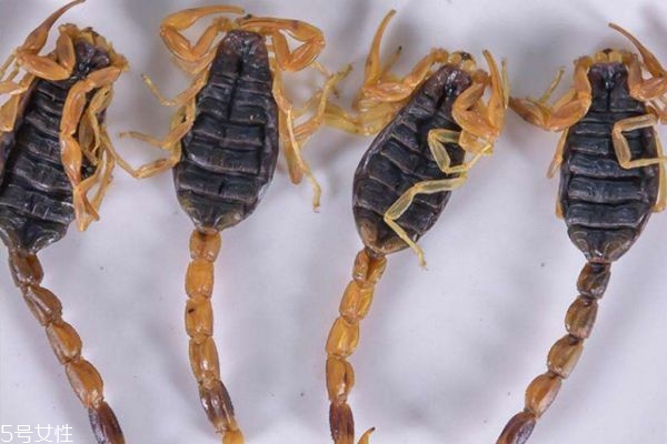 全蝎的作用是什么,全蝎的功效和作用,全蝎的副作用