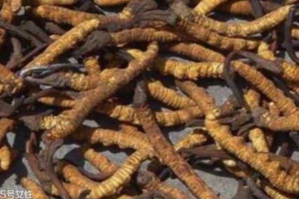 冬虫夏草有什么功效和作用,冬虫夏草主要功效有哪些作用