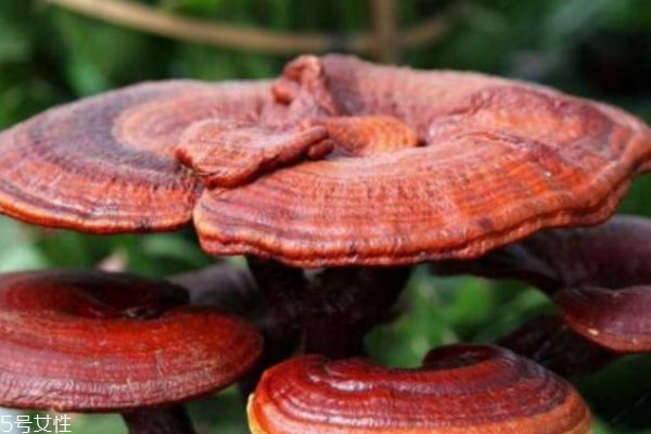 灵芝怎么服用,灵芝怎样服用才是正确的