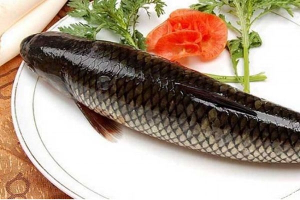 草鱼生长在什么环境里呢(草鱼的生长环境要求)