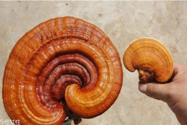 灵芝的禁忌不宜哪些人食用,灵芝的食用方法和禁忌