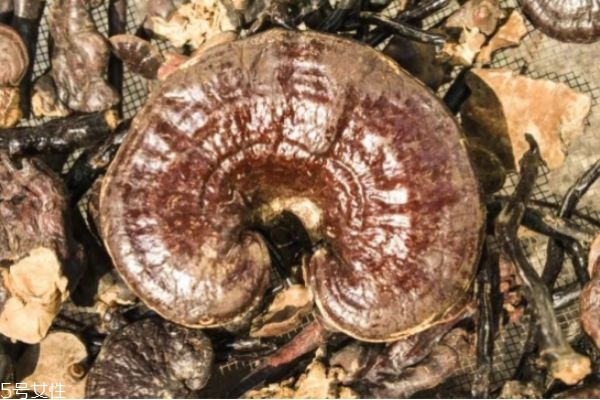 吃灵芝对身体有什么作用,吃灵芝有什么功效作用 吃灵芝对身体有什么作用,吃灵芝有什么功效作用