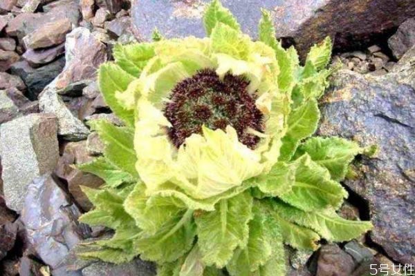 天山雪莲的营养成分(天山雪莲的营养成分)