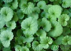 金钱草有什么作用和功效,金钱草有什么作用?