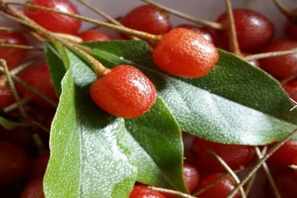 佛灯果几月开花(佛手果树什么时候开花结果)