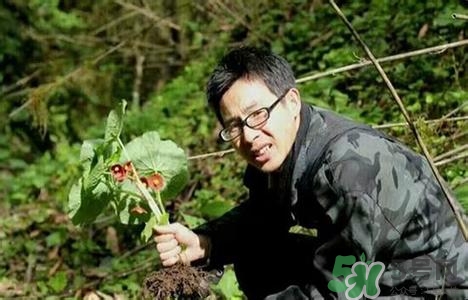 驴耳朵草的功效和作用,川草的功效和作用 驴耳朵草的功效和作用,川草的功效和作用