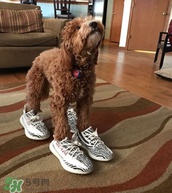 椰子350白斑马什么时候出的,椰子350白斑马年份区别