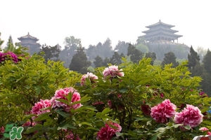 7月份去北京穿什么衣服,7月份去北京穿什么衣服合适