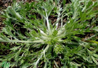 白蒿泡水喝的功效和作用,白蒿泡水喝的功效和禁忌