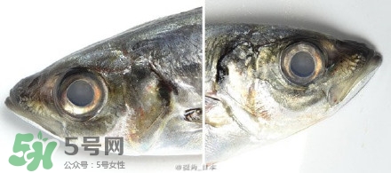 戴眼镜死鱼眼,死鱼眼什么样