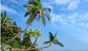 春节期间去三亚穿什么衣服,春节去三亚穿什么衣服合适 春节期间去三亚穿什么衣服,春节去三亚穿什么衣服合适