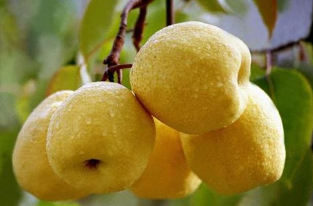 减肥期间可以吃梨子吗?,减肥期间可以吃梨子吗晚上