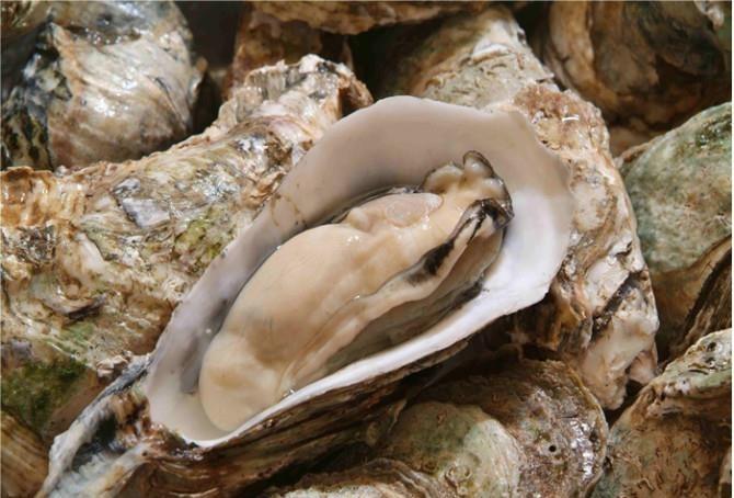生蚝适合孕妇吃吗,为什么孕妇不能吃生蚝