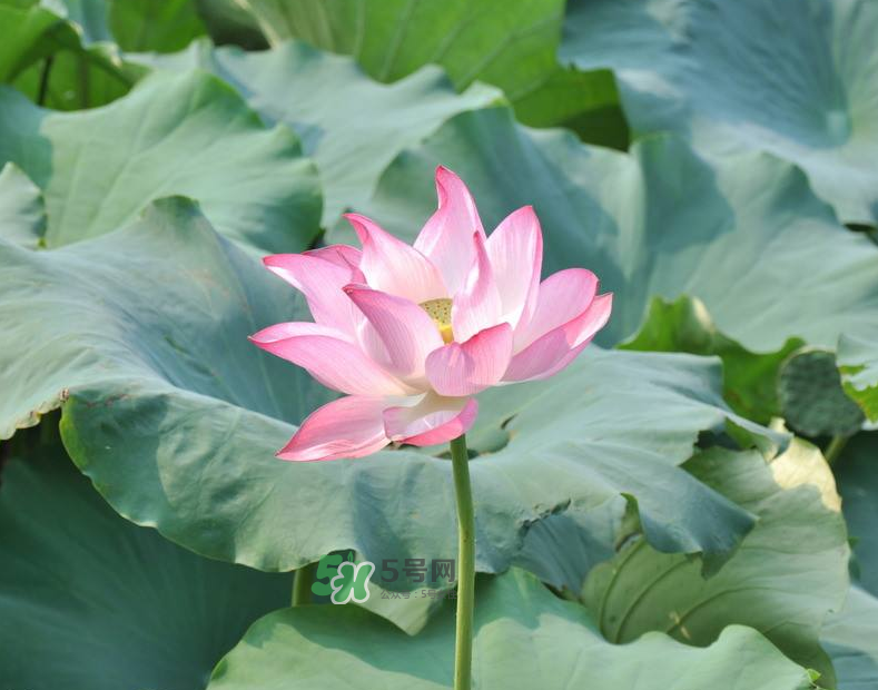 荷花杆怎么吃,荷花杆子能吃吗