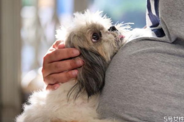 怀孕可以养宠物吗?,怀孕期可以养宠物吗