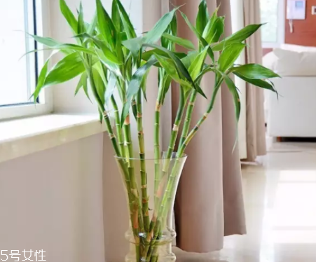 哪些花适合放客厅(家里面的客厅适合放什么花)