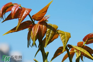 香椿的功效和作用,香椿有什么功效和禁忌 香椿的功效和作用,香椿有什么功效和禁忌