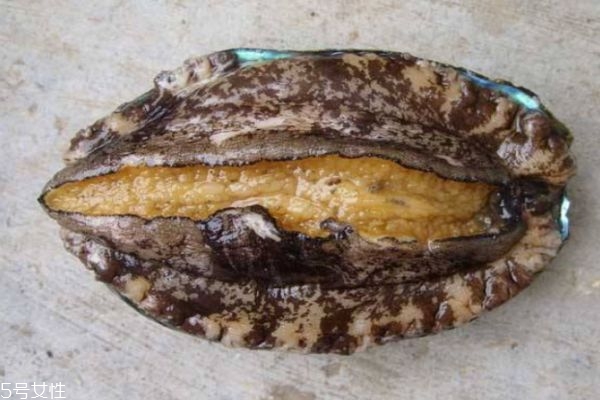 吃鲍鱼有什么坏处吗(吃鲍鱼有什么坏处吗)