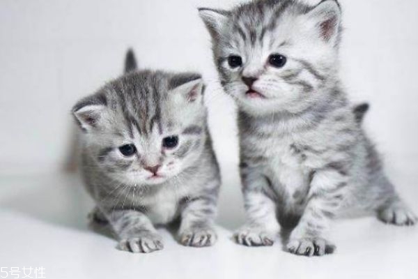 怀孕养猫的注意事项,怀孕了养猫咪注意事项