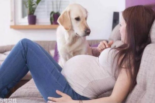 怀孕养狗注意事项,怀孕养狗狗的注意事项