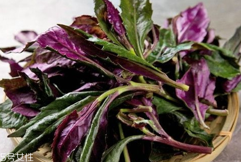 孕妇能吃观音菜吗?,观音菜的功效和作用及食用方法 孕妇能吃观音菜吗?,观音菜的功效和作用及食用方法