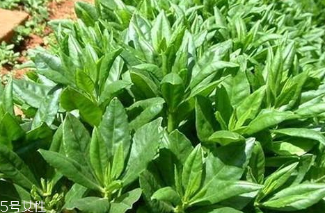 人参菜的吃法,人参菜的吃法及禁忌