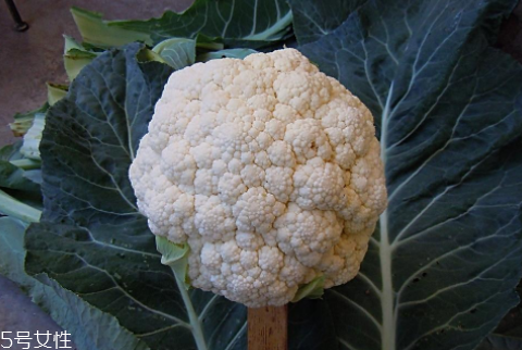 孕妇吃花椰菜好吗,孕妇能吃椰菜花吗