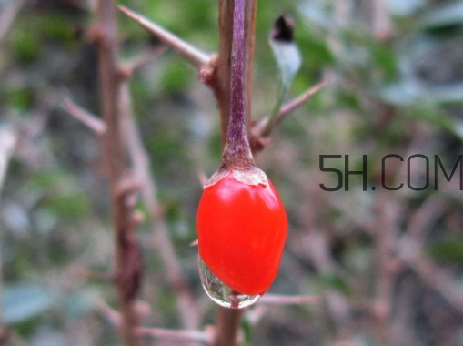 孕妇吃枸杞的好处,孕妇吃枸杞的好处和坏处