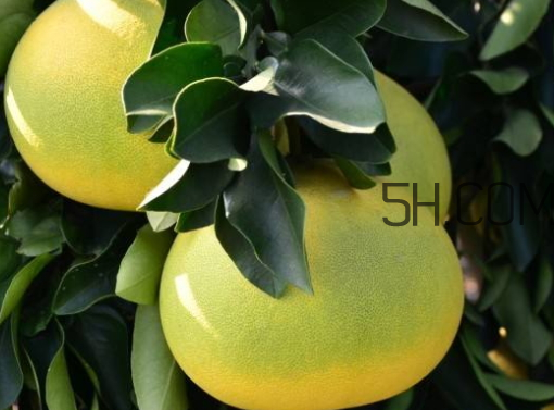 文旦柚什么时候成熟,文旦柚的生长过程 文旦柚什么时候成熟,文旦柚的生长过程