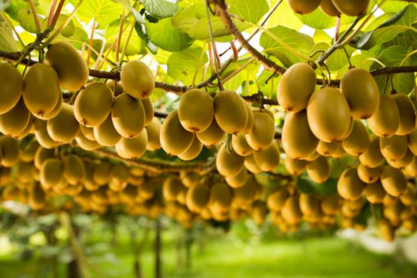 猕猴桃的食用价值(猕猴桃的营养价值和作用) 猕猴桃的食用价值(猕猴桃的营养价值和作用)